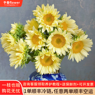 奶油向日葵鲜花云南直发向阳花水培绿植插花鲜切枝葵花鲜切花花束