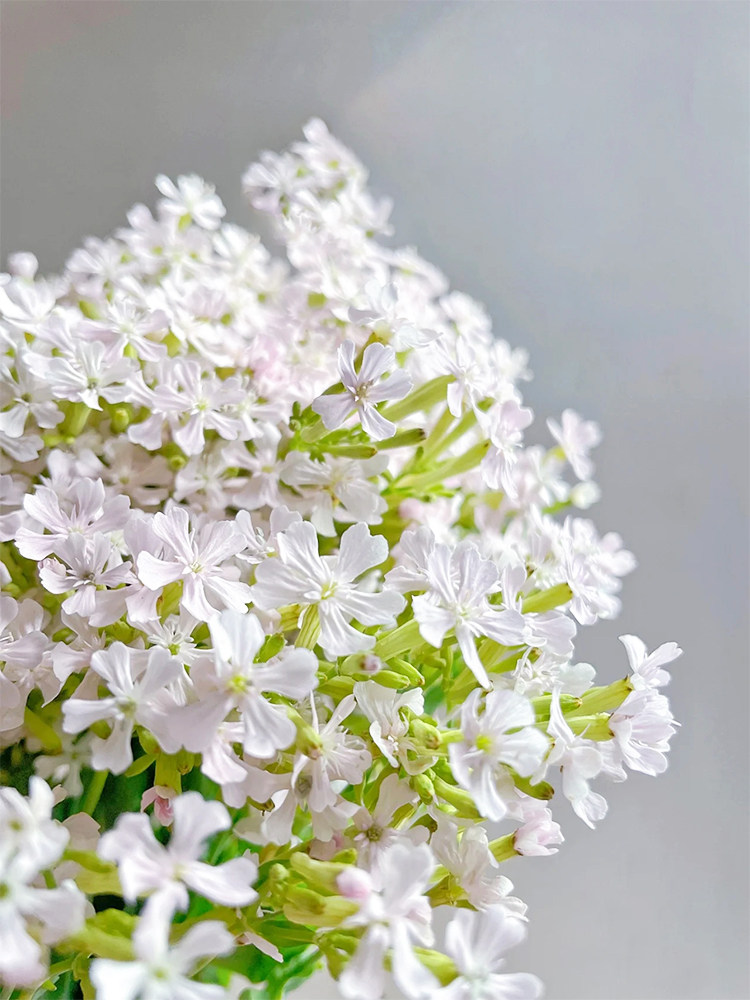 白色粉钻花鲜花云南直发室内花束水养插花配花真花细米花鲜切花