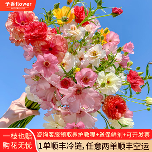 蝴蝶洋牡丹鲜花云南基地直发昆明插花水养真花培鲜切花顺丰次日达