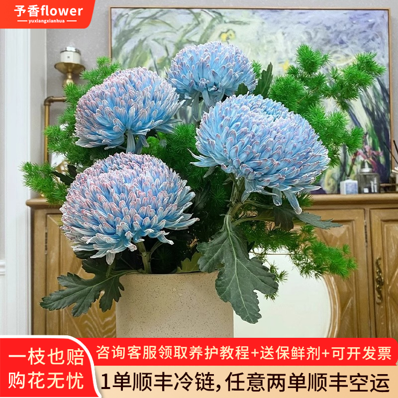 青花瓷牡丹菊鲜花云南直发室内水培鲜切花插花蓝色菊花花束花期长
