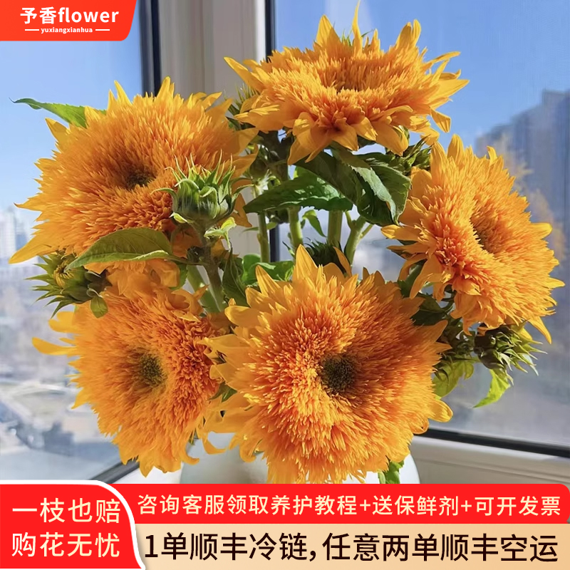 高品质泰迪向日葵+顺丰发货