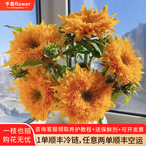 高品质泰迪向日葵+顺丰发货