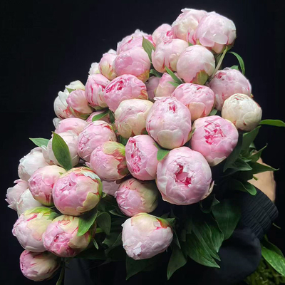 芍药鲜花云南基地直发家用水养插花花卉花期长现货批发顺丰次日达