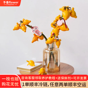 五代同堂黄金果鲜花云南基地直发福禄果鲜切花五指茄插花乳茄果子