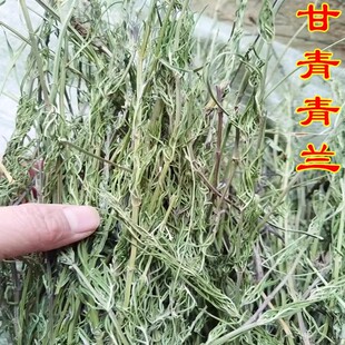 藏族甘青青兰 在羊古唐古特青兰知杨故产地青海西藏中药材青青兰