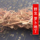 痒痒草猫耳朵晒干切片 米口袋 野生中药材萝卜地丁别名 甜地丁