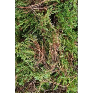 肝复灵草肝复灵草茶泡水根河敖鲁古雅特产肝复灵草晒干切片干货