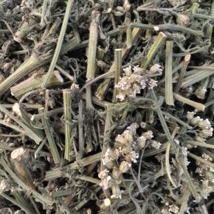 西洋蓍草干品欧蓍草禾叶蓍多叶句草浸泡提取母菊天蓝烃&小宠饲料