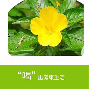 达米阿那种子泡水喝效果强10倍强效特纳草助眠达米阿那种子效果强