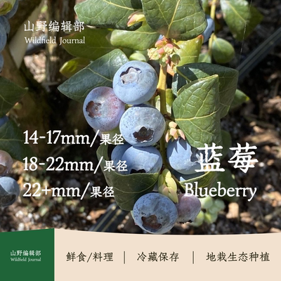 云南普洱景东高原蓝莓新鲜蓝莓当季水果新鲜蓝莓（18mm+大果）