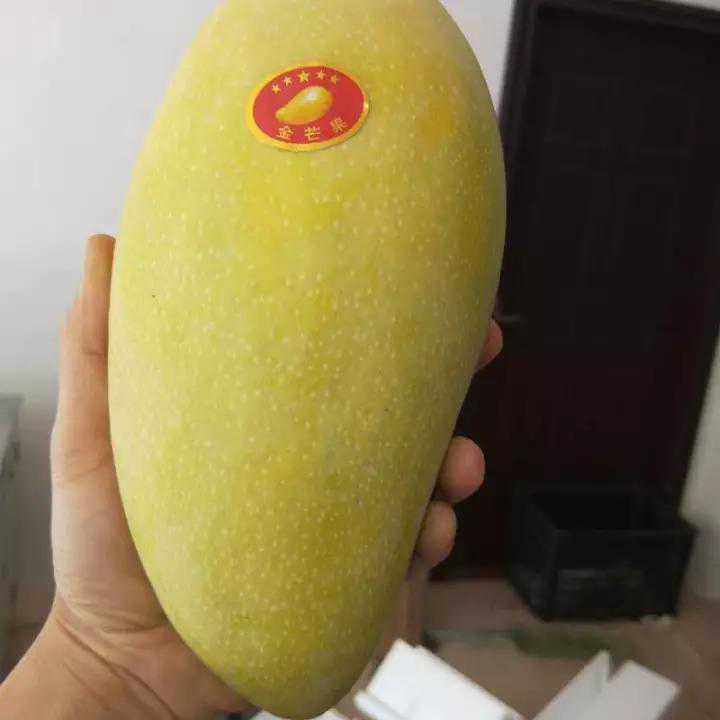 广西金煌芒特大果当季新鲜