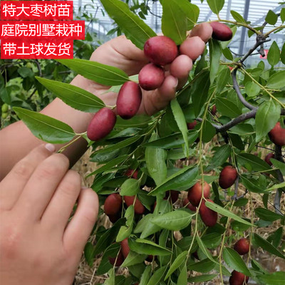 特大枣树苗庭院别墅栽种落叶