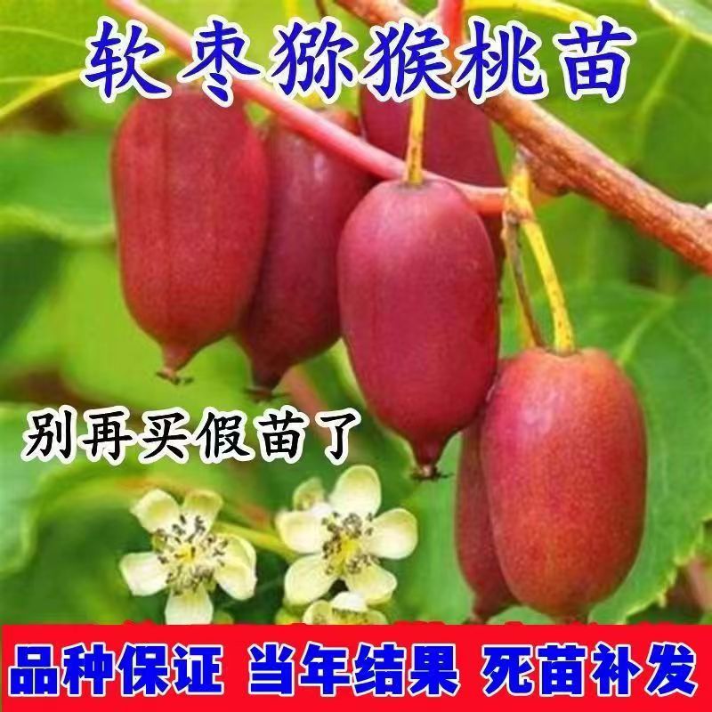 红心软枣猕猴桃树果苗南北方种植龙城二号红色九月嫁接弥猕猴桃苗