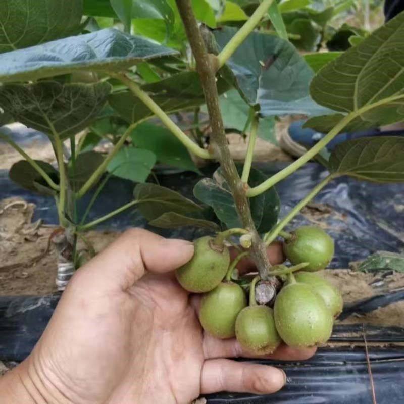 软枣猕猴桃苗自花授粉南北方种植盆栽地栽当年结果红心猕猴桃树苗