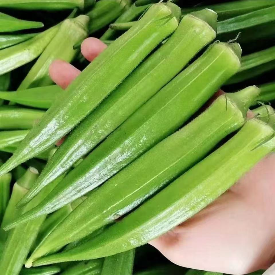 秋葵新鲜山东秋葵当季新鲜蔬菜羊角豆水果秋葵农家批发产地直发