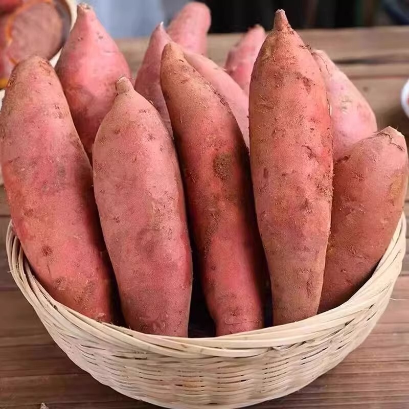 现挖新鲜山东蜜薯无丝糖心烤地瓜