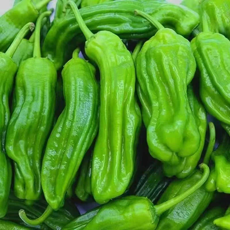 精品山东青椒新鲜薄皮青辣椒农家自种虎皮微辣新鲜蔬菜产地直发
