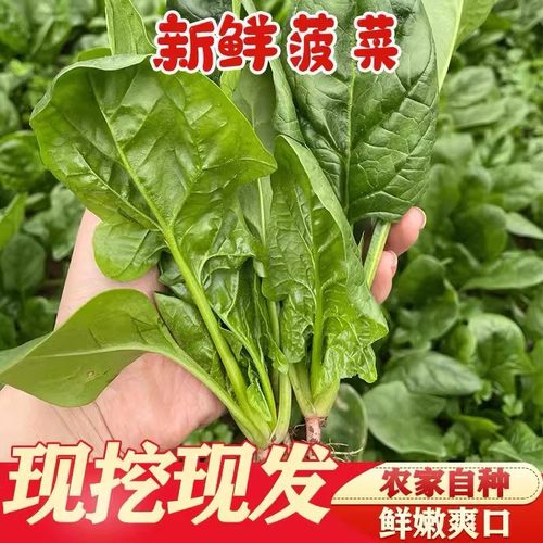 新鲜菠菜时令蔬菜农家自种现摘现发蔬菜生鲜蔬菜火锅食材火锅配菜