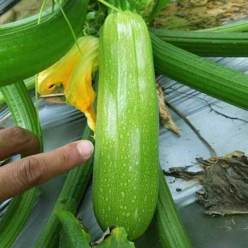 山东西葫芦农家自种新鲜蔬菜现摘生瓜小瓜番瓜倭茭瓜整箱西葫芦瓜