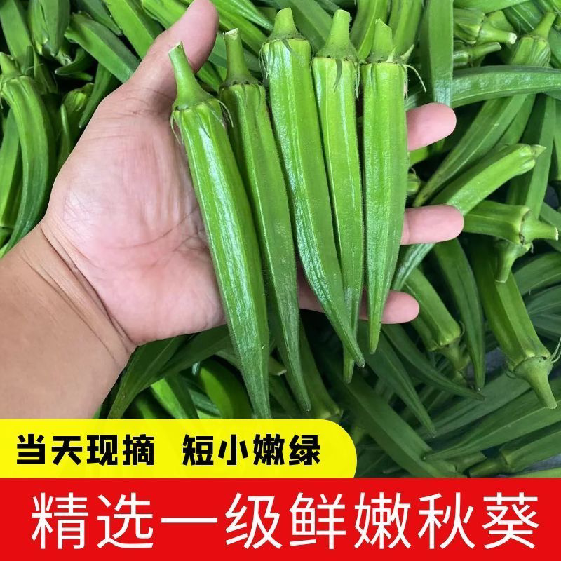 秋葵新鲜山东秋葵当季新鲜蔬菜羊角豆水果秋葵农家批发产地直发