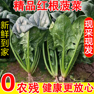 新鲜菠菜时令蔬菜农家自种现摘现发蔬菜生鲜蔬菜火锅食材火锅配菜