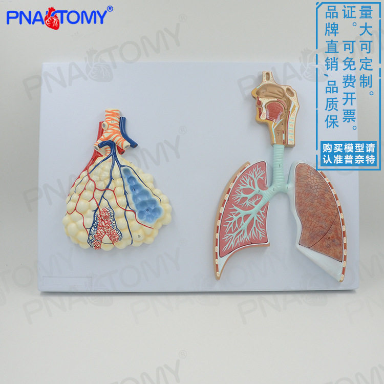 人体呼吸系统浮雕模型口鼻咽喉肺支气管肺泡肺小叶教学展示科普