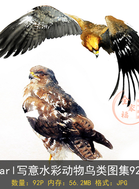 画师Karl写意水彩动物鸟类图集92P 猫头鹰老鹰等 临摹素材S00040