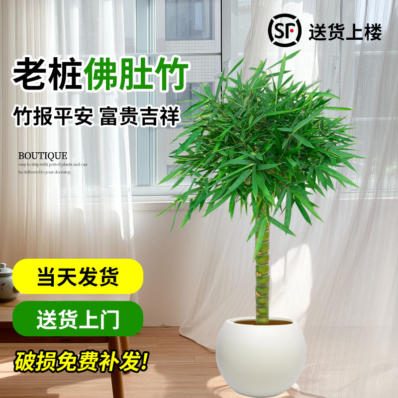 老桩佛肚竹盆景罗汉竹室内好养