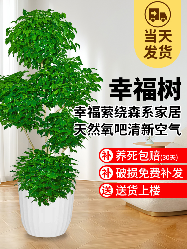 大型多层幸福树盆栽客厅乔迁新家净化空气大绿植办公室四季常青树