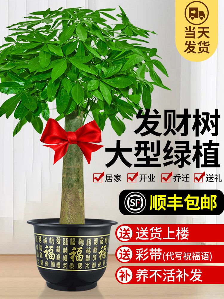 发财树客厅大盆栽大型绿植室内办公室摆放旺宅乔迁开业送礼大植物