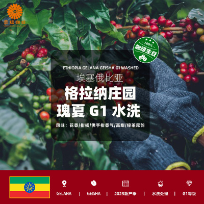 金粽包邮埃塞俄比亚进口格拉纳庄园瑰夏水洗G1咖啡生豆2025新产季