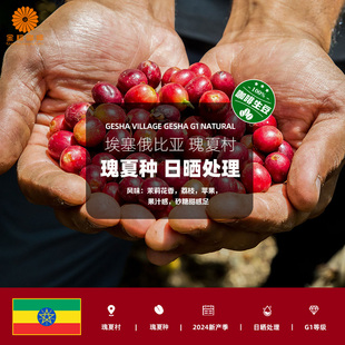 金粽咖啡埃塞俄比亚瑰夏村瑰夏种日晒处理精品咖啡生豆2024新产季