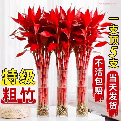 富贵竹水培植物紫竹鸿运特粗杆大颗叶风水发财树节节高升客厅招财