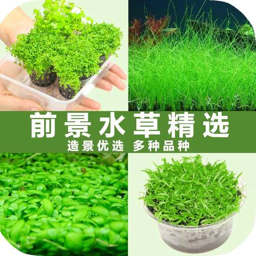 日本珍珠草水草销量排行榜 日本珍珠草水草品牌热度排名 小麦优选