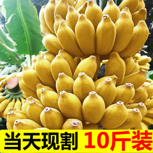广西香蕉新鲜小米蕉水果包邮粉焦小香蕉10斤自然熟当季整箱米蕉