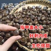 五莲山油板栗地标板栗5斤装 小果栗子新鲜板栗子五莲山板栗特产