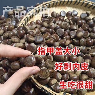 五莲山油板栗地标板栗5斤装小果栗子新鲜板栗子五莲山板栗特产