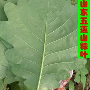 山东五莲粽叶野生新鲜干槲叶桲椤叶柞树叶包粽子家用纯天然100片