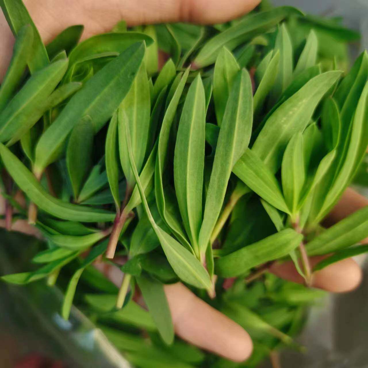 野生山苜楂菜山东野菜山菜蚂蚱菜山麻扎杂菜山麻楂新鲜5斤包邮现