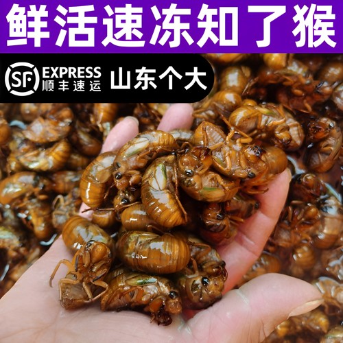 山东特产知了猴100只/2瓶冷冻发
