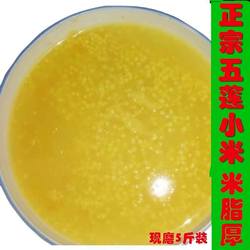 山东五莲农家自产新米小米小米粥米黄小米特产月子米 米脂厚5斤