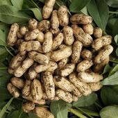 五莲2025年新鲜现挖湿花生5斤带壳生花生粉皮农家种植原味可脆甜