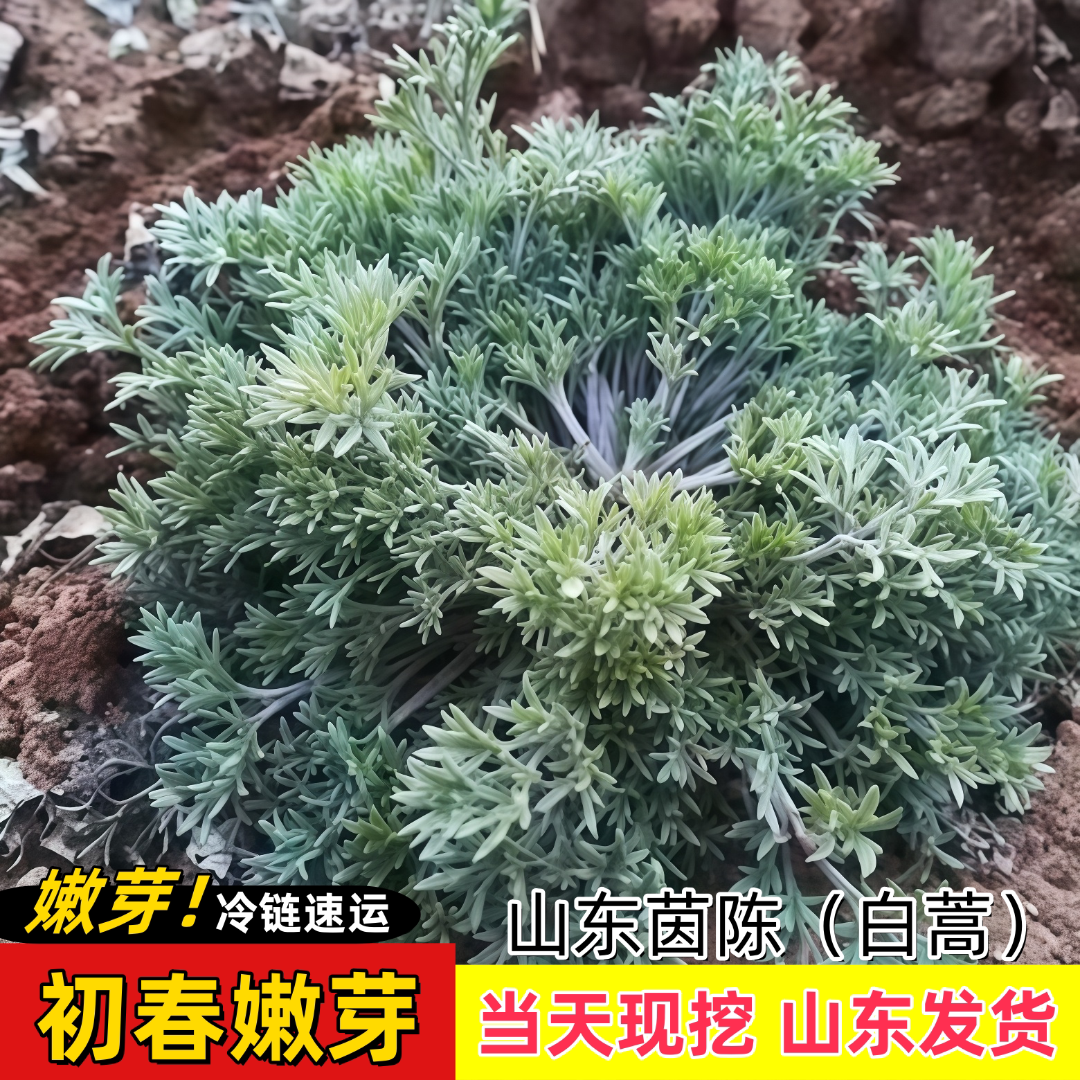 新鲜正月绵现挖现发正品野生茵陈白蒿嫩芽2026年五莲农家野菜头茬