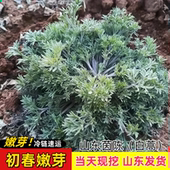 新鲜正月绵现挖现发正品 野生茵陈白蒿嫩芽2026年五莲农家野菜头茬