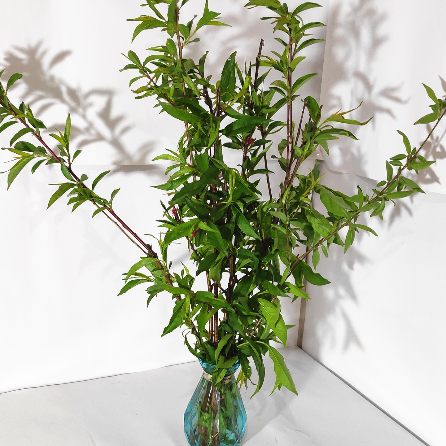 鲜桃花枝纯天然沂蒙山区桃花枝条