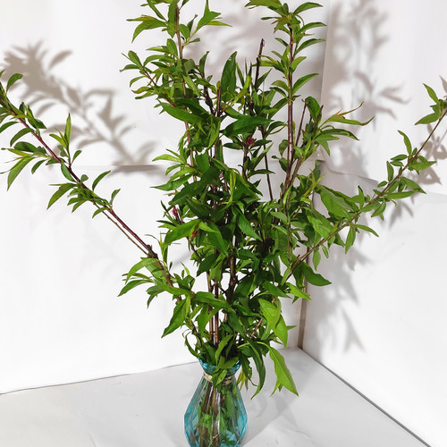 鲜桃花枝纯天然沂蒙山区桃花枝条