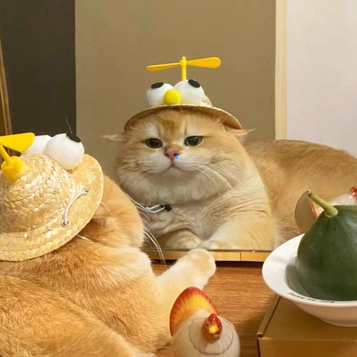 猫咪草帽春夏可爱宠物竹蜻蜓帽子狗狗遮阳帽中大型犬可爱拍摄道具