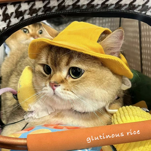 春夏猫咪狗狗遮阳帽露耳朵无毛猫头套棋盘格宠物渔夫帽头饰公主帽