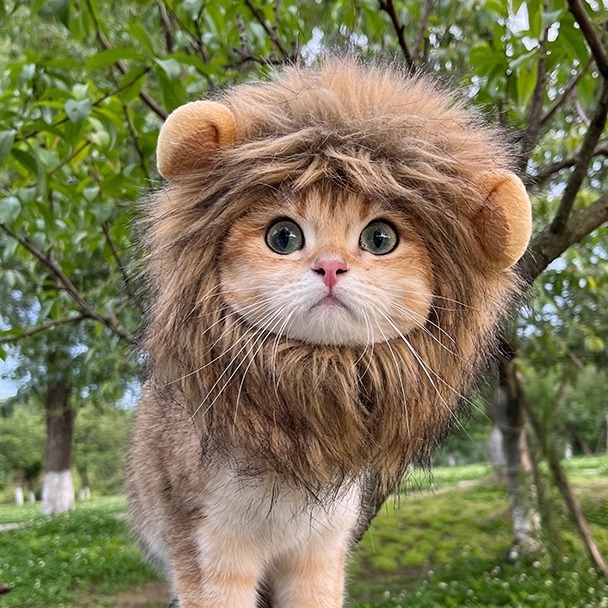 宠物猫咪小狮子头套装饰小型犬狗狗帽子宠物可爱配饰头饰金渐层