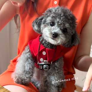 狗狗衣服夏天背心小型幼犬夏季泰迪比熊宠物猫咪博美贵宾春夏薄款